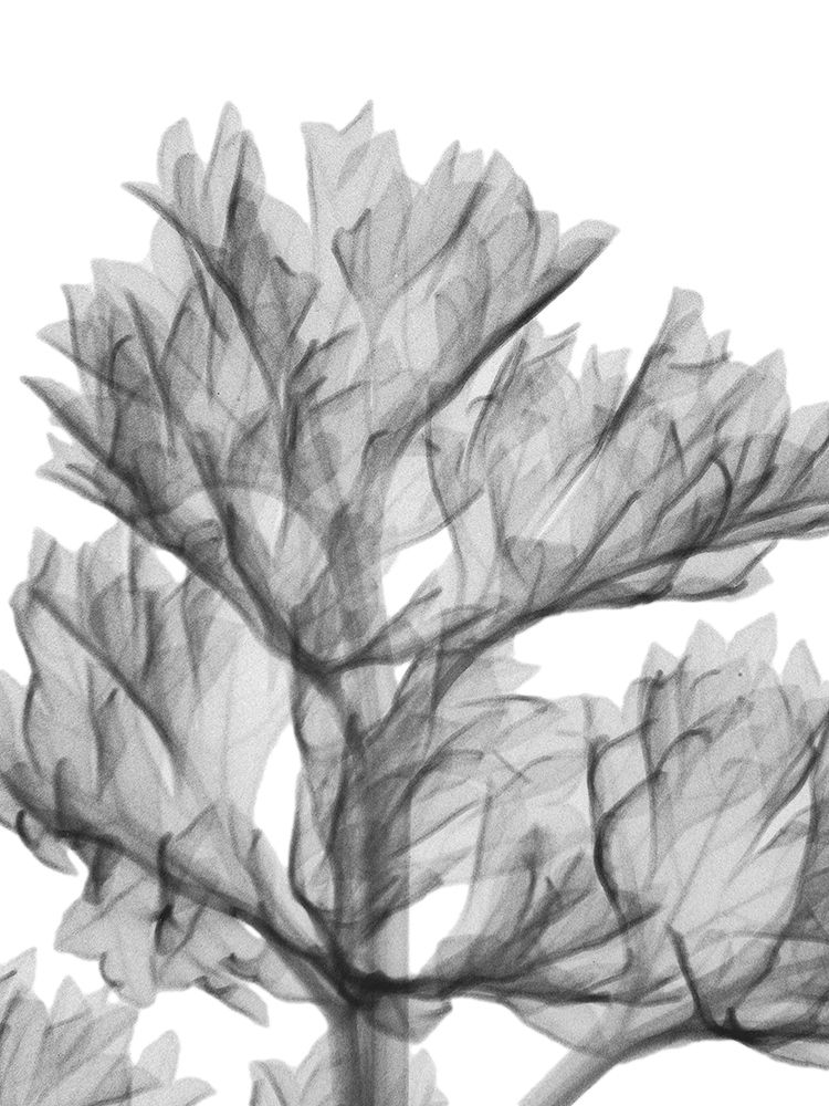 Romaine Delight art print by Albert Koetsier for $57.95 CAD