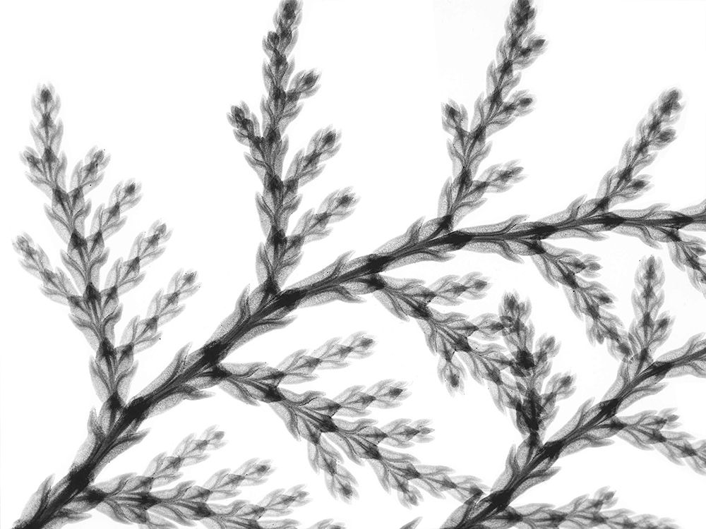 Natural Reach art print by Albert Koetsier for $57.95 CAD