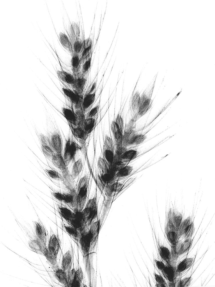 Bunches Of Oats art print by Albert Koetsier for $57.95 CAD