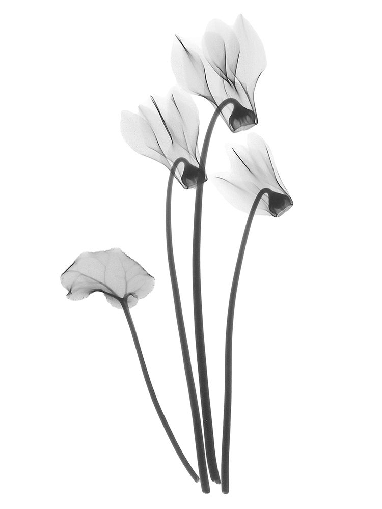 Cyclamen art print by Albert Koetsier for $57.95 CAD