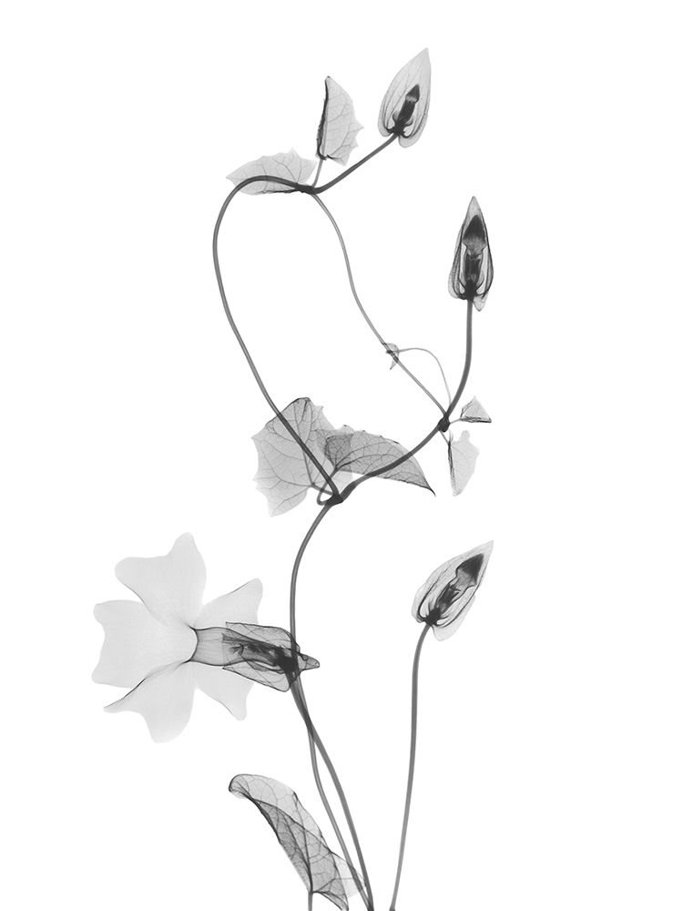 Disticta art print by Albert Koetsier for $57.95 CAD
