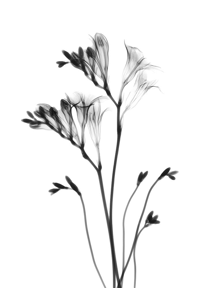 Freesia art print by Albert Koetsier for $57.95 CAD