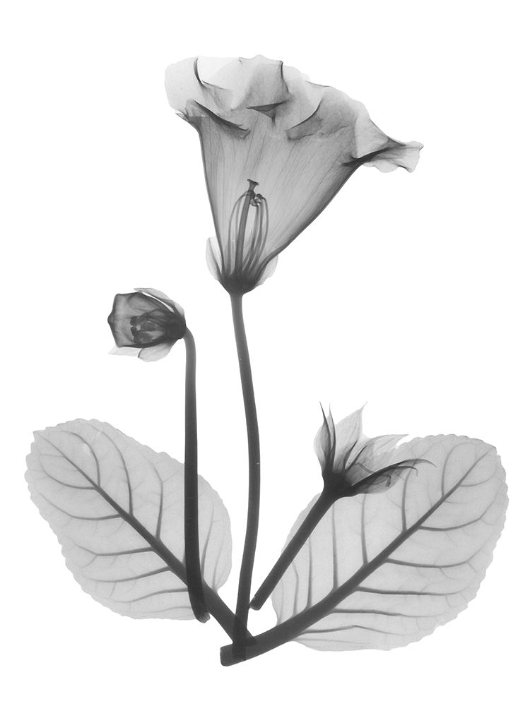 Gloxinia art print by Albert Koetsier for $57.95 CAD