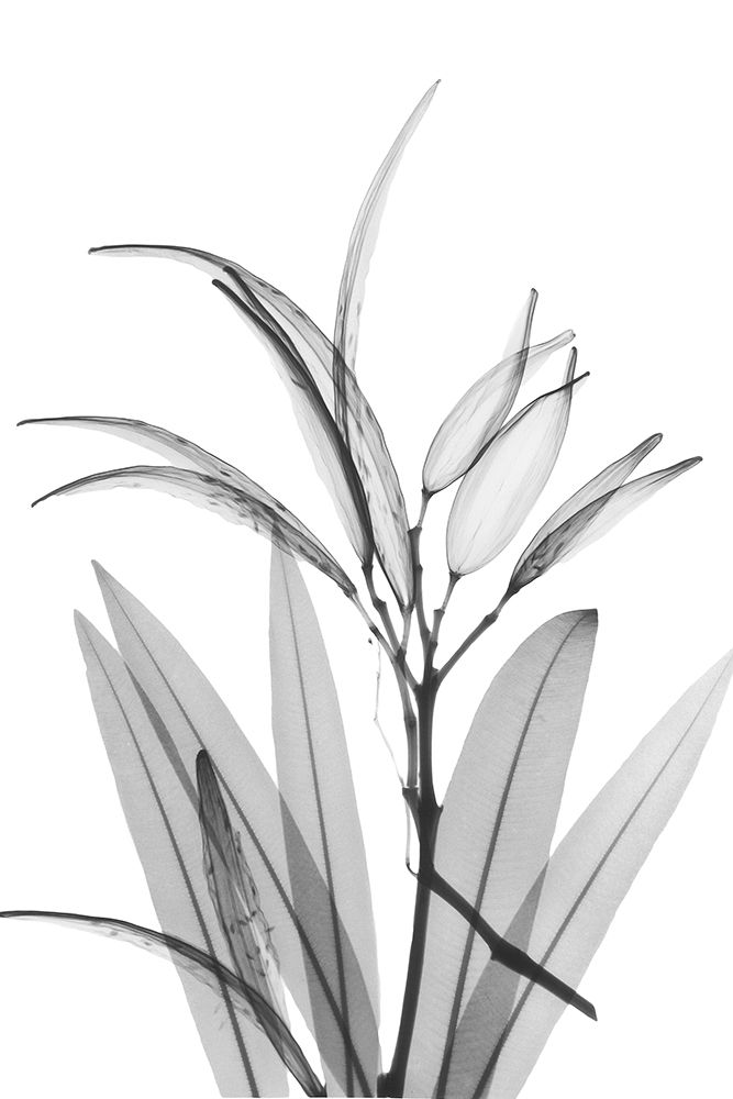 Oleander White Seed Pod art print by Albert Koetsier for $57.95 CAD