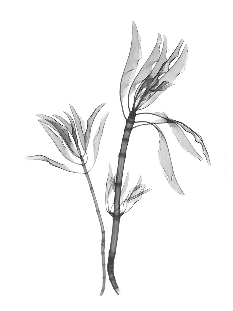 Leucadendron art print by Albert Koetsier for $57.95 CAD