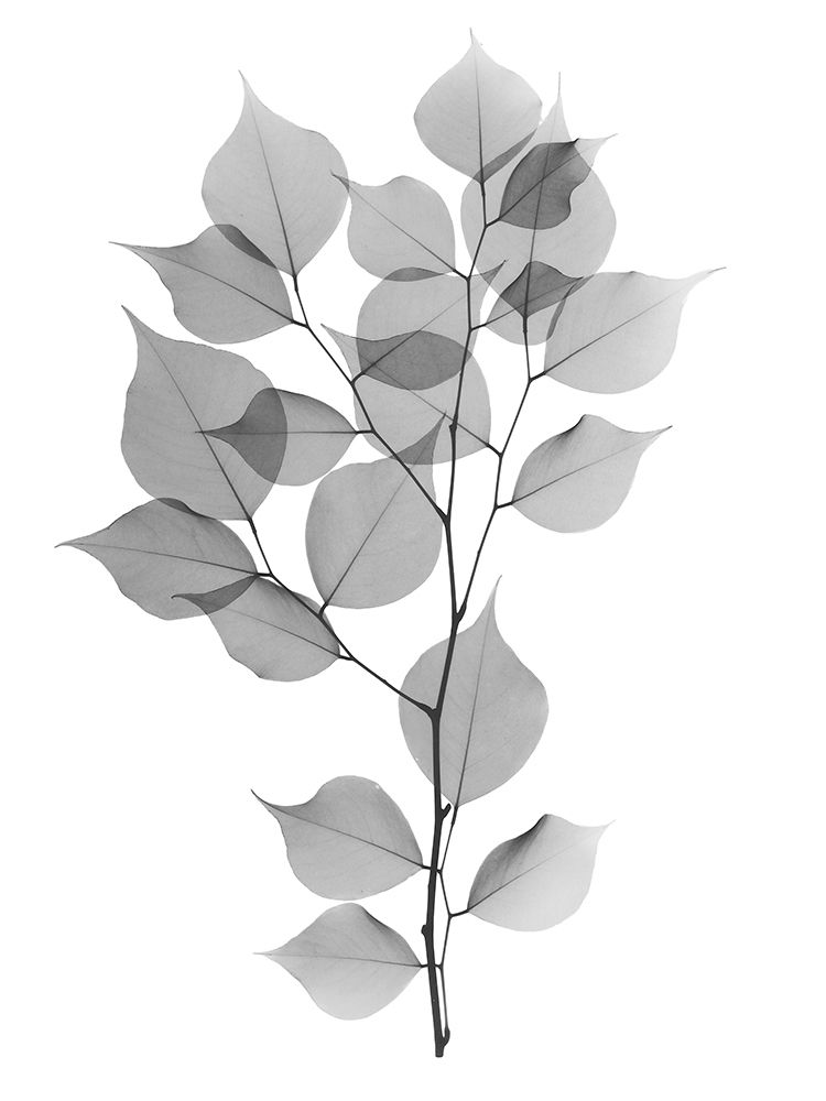 Myrtle Tree L182 art print by Albert Koetsier for $57.95 CAD