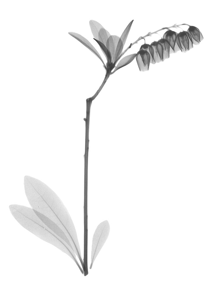 Lily Of The Vally Bush H07 art print by Albert Koetsier for $57.95 CAD