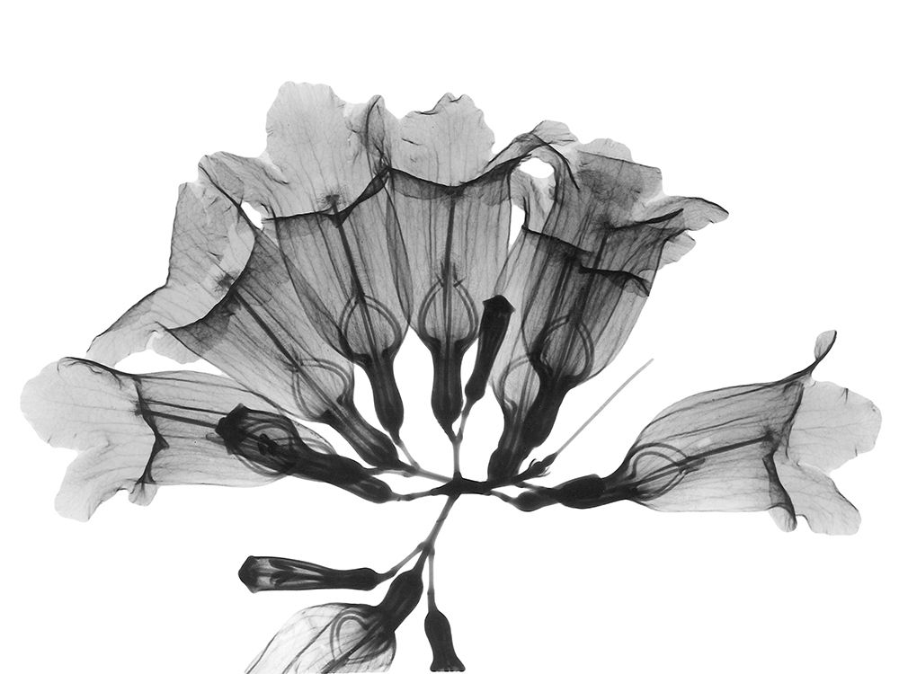 Garlic Vine art print by Albert Koetsier for $57.95 CAD