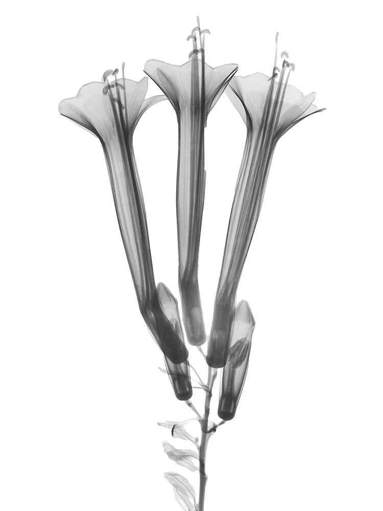 Blooming Trio art print by Albert Koetsier for $57.95 CAD