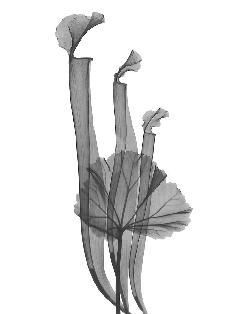 Marching Floral art print by Albert Koetsier for $57.95 CAD