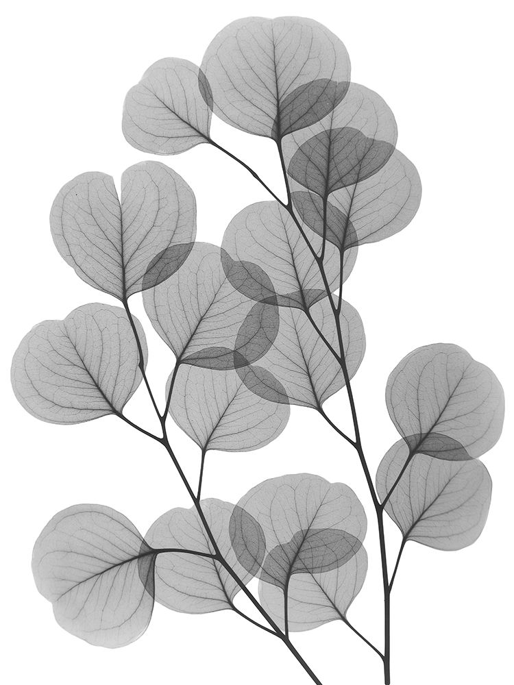 Eucalyptus Bunch art print by Albert Koetsier for $57.95 CAD