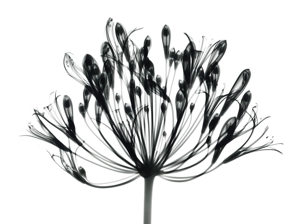 African Lily art print by Albert Koetsier for $57.95 CAD