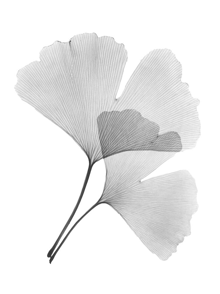 Ginko Pair art print by Albert Koetsier for $57.95 CAD