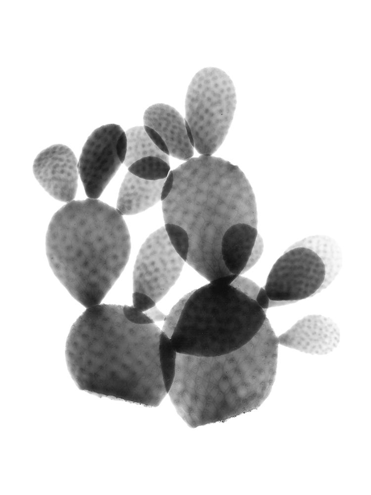 Cactus Bunch art print by Albert Koetsier for $57.95 CAD