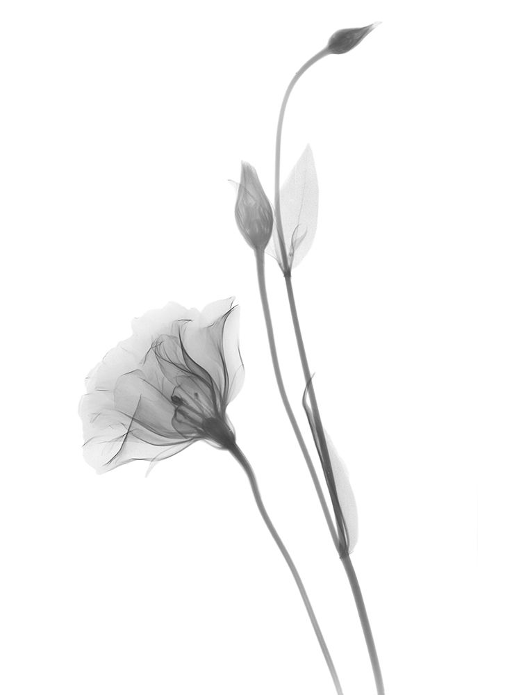 Gentian art print by Albert Koetsier for $57.95 CAD