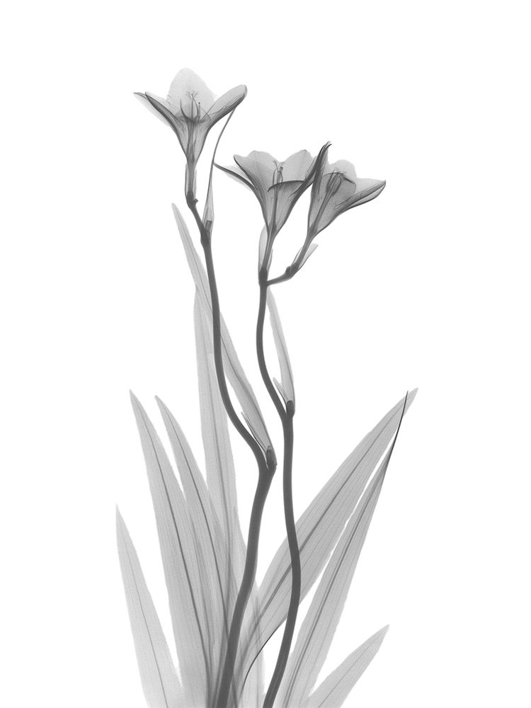 Freesia art print by Albert Koetsier for $57.95 CAD