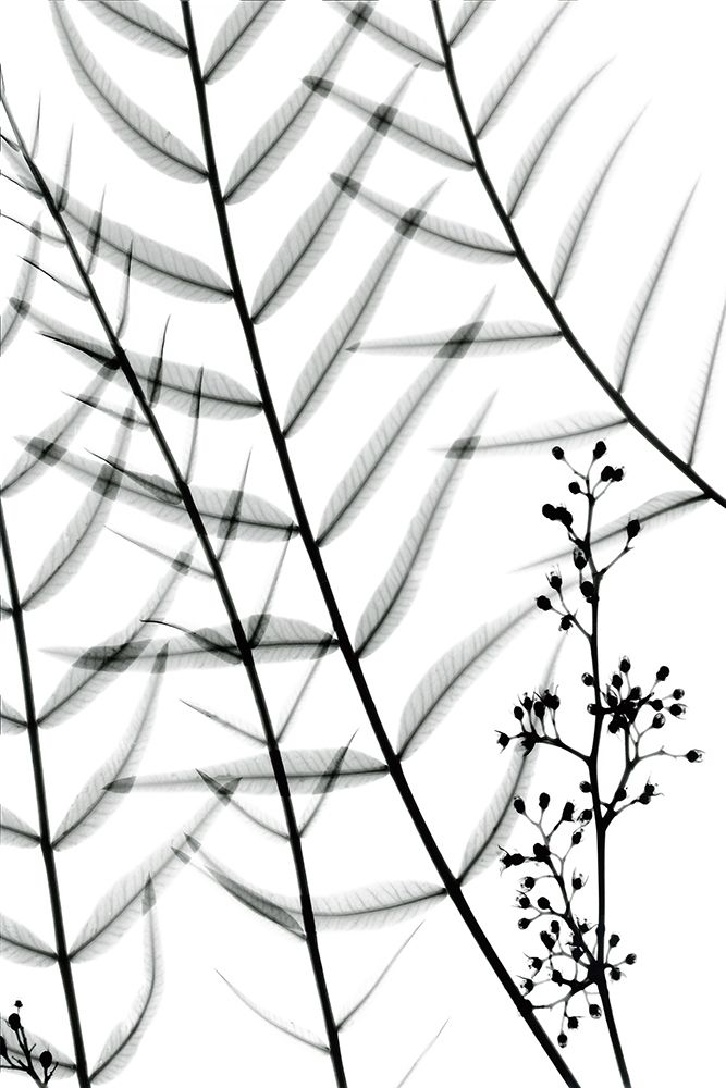 California Pepper Tree art print by Albert Koetsier for $57.95 CAD