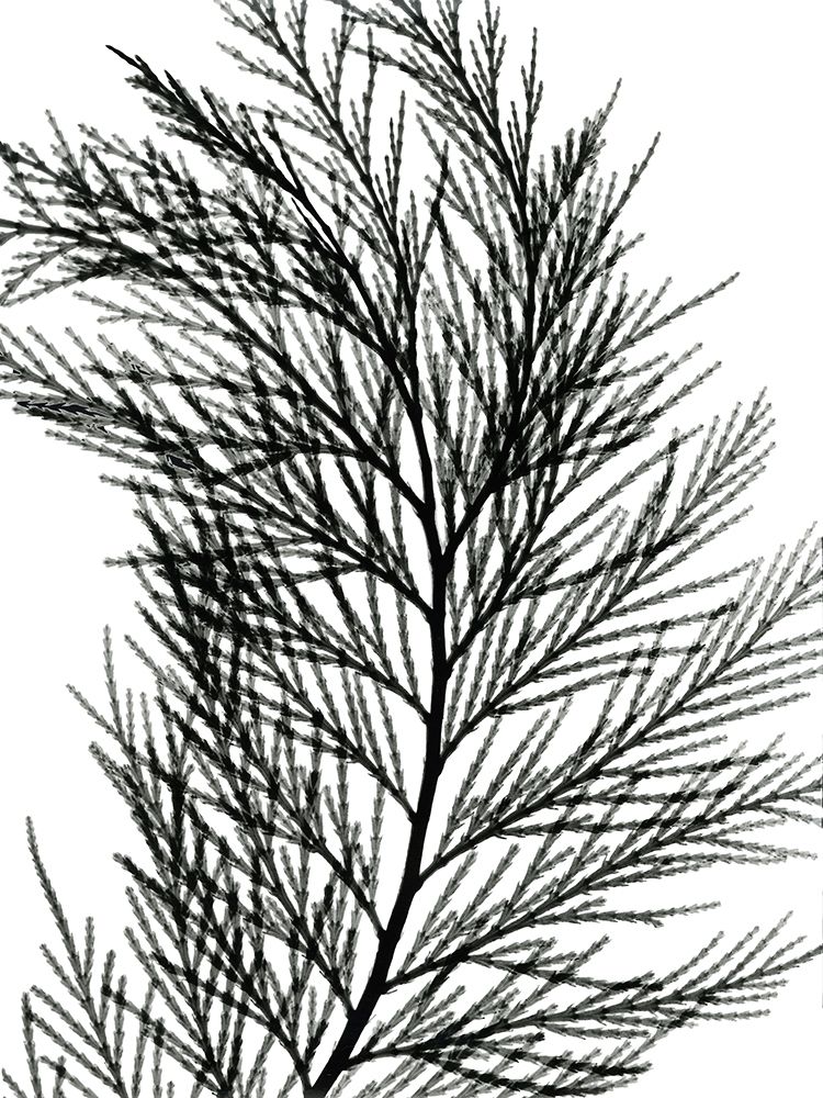 Incense Cedar art print by Albert Koetsier for $57.95 CAD