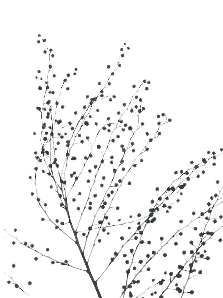 Pretty And Delicate art print by Albert Koetsier for $57.95 CAD