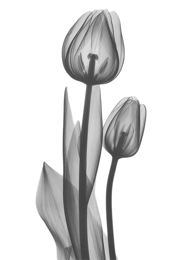 Coupled Friends art print by Albert Koetsier for $57.95 CAD