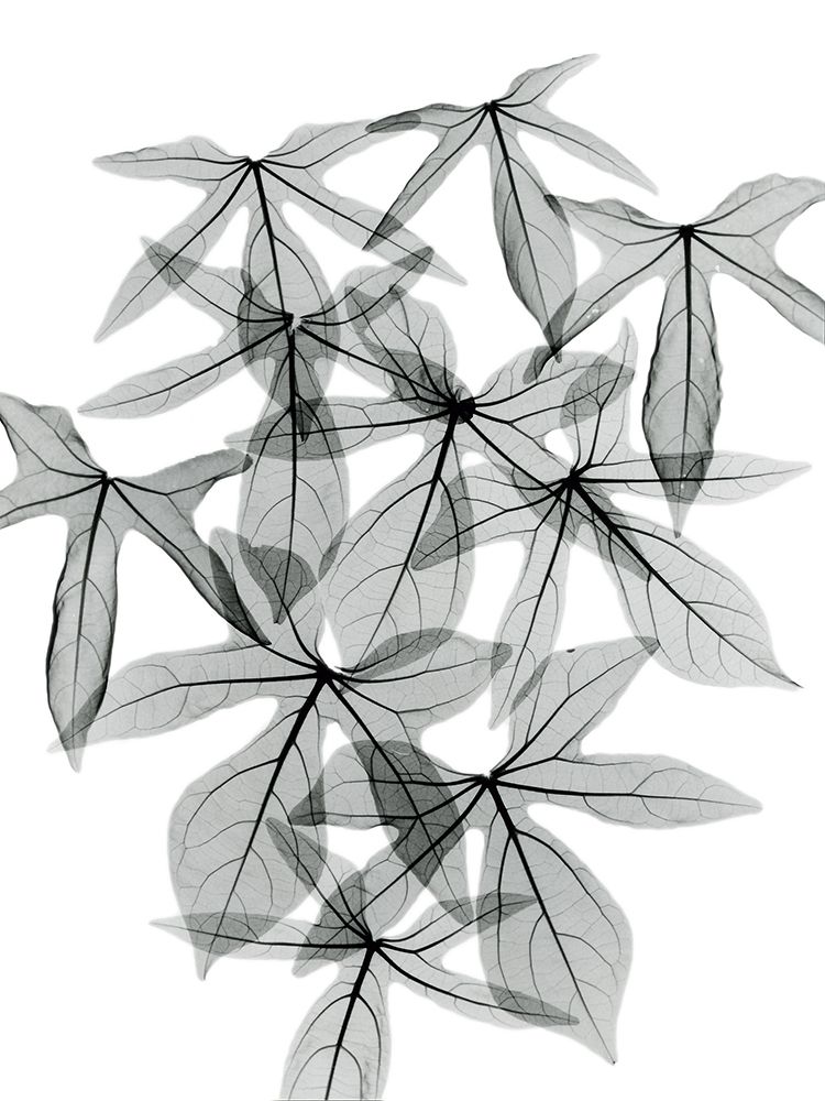 Aralia art print by Albert Koetsier for $57.95 CAD