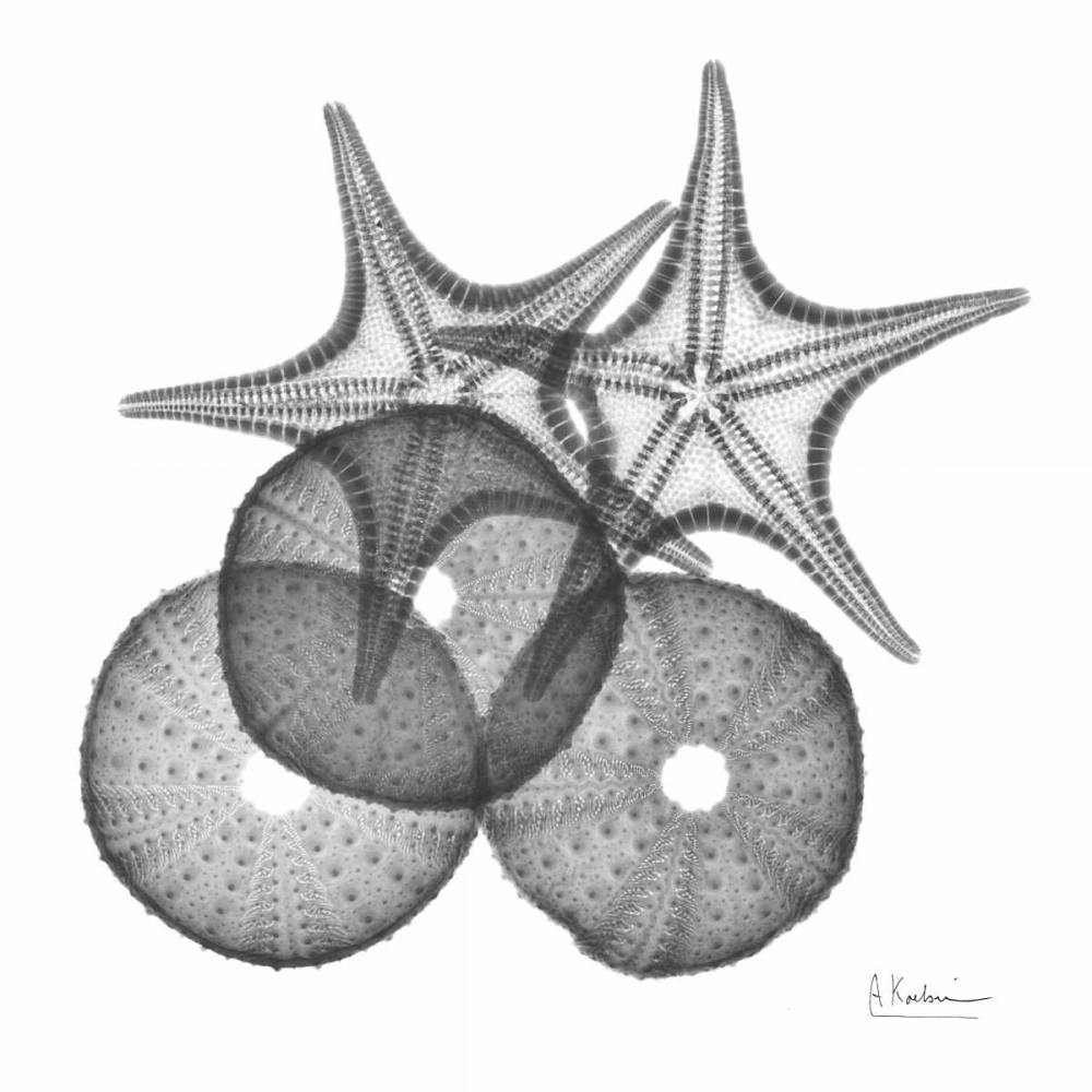 Sea Urchin and Starfish art print by Albert Koetsier for $57.95 CAD