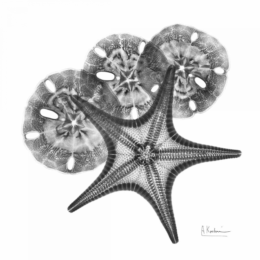 Starfish and Sand Dollar art print by Albert Koetsier for $57.95 CAD