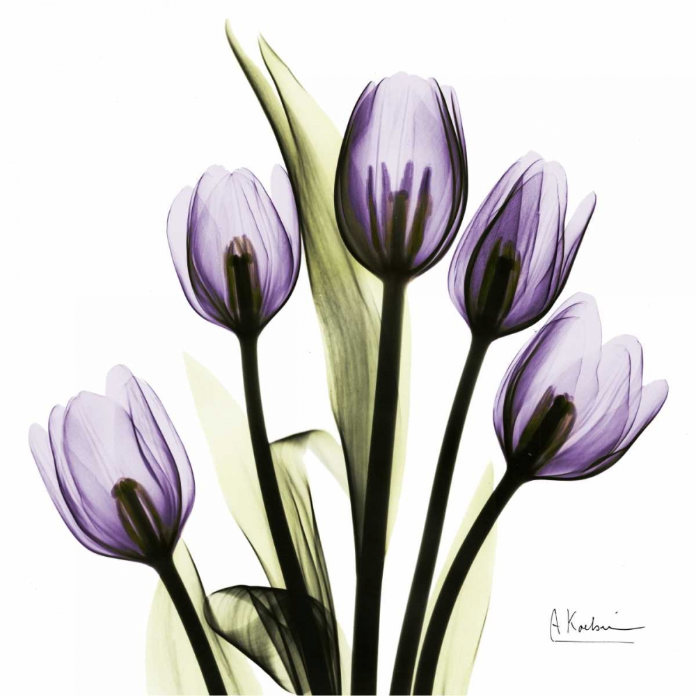 TulipImagine art print by Albert Koetsier for $57.95 CAD