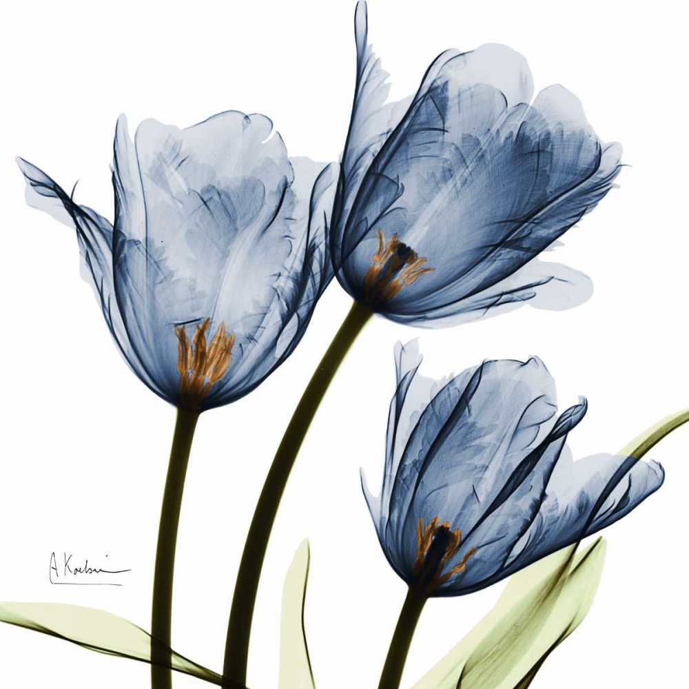New Blue Tulips C54 art print by Albert Koetsier for $57.95 CAD