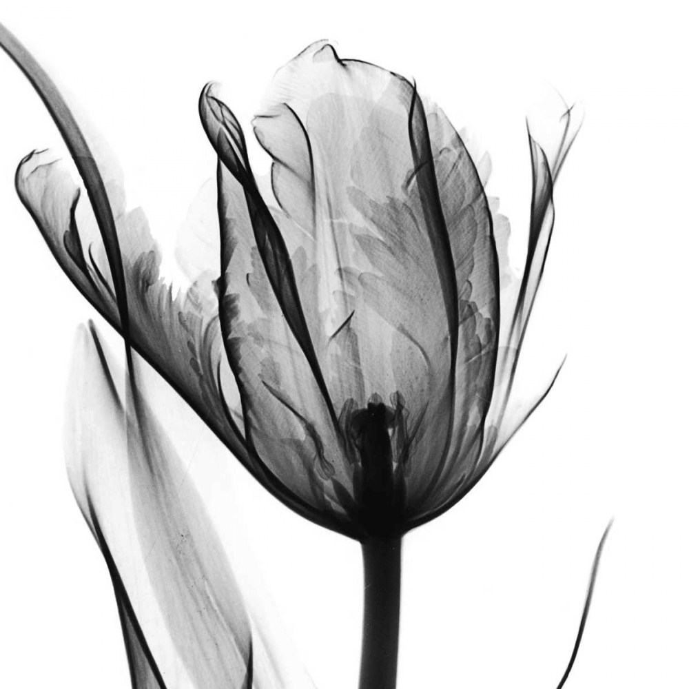 High Contrast Tulip art print by Albert Koetsier for $57.95 CAD