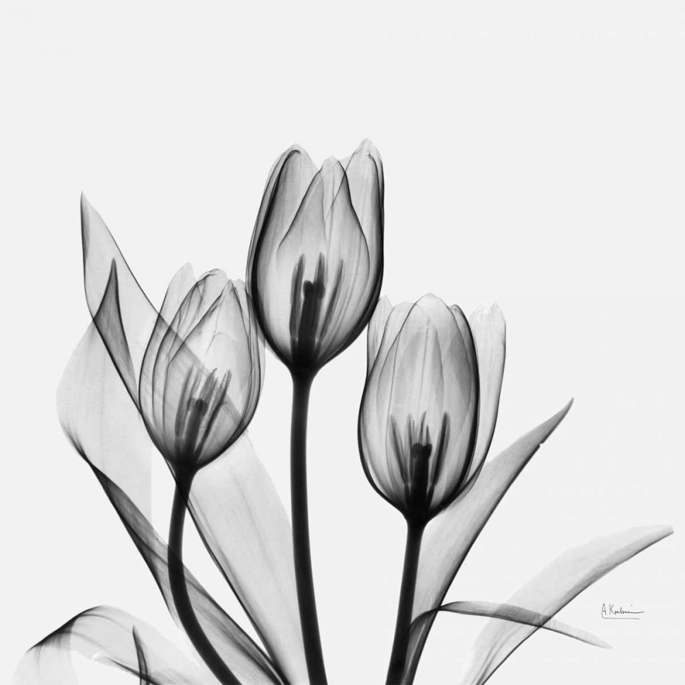 Tulips art print by Albert Koetsier for $57.95 CAD