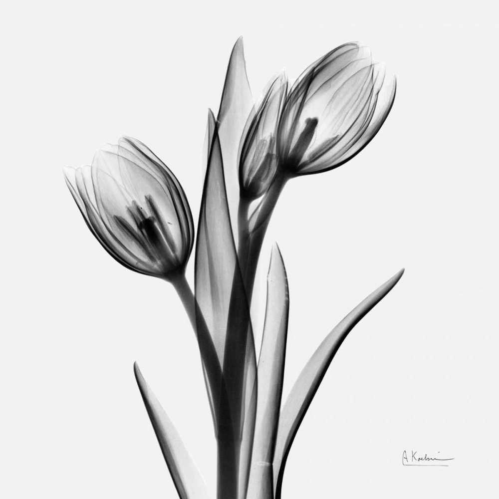 Tulips art print by Albert Koetsier for $57.95 CAD