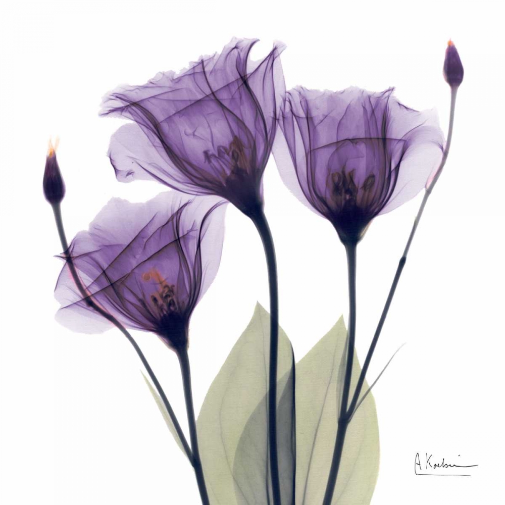 Gentian Hope art print by Albert Koetsier for $57.95 CAD