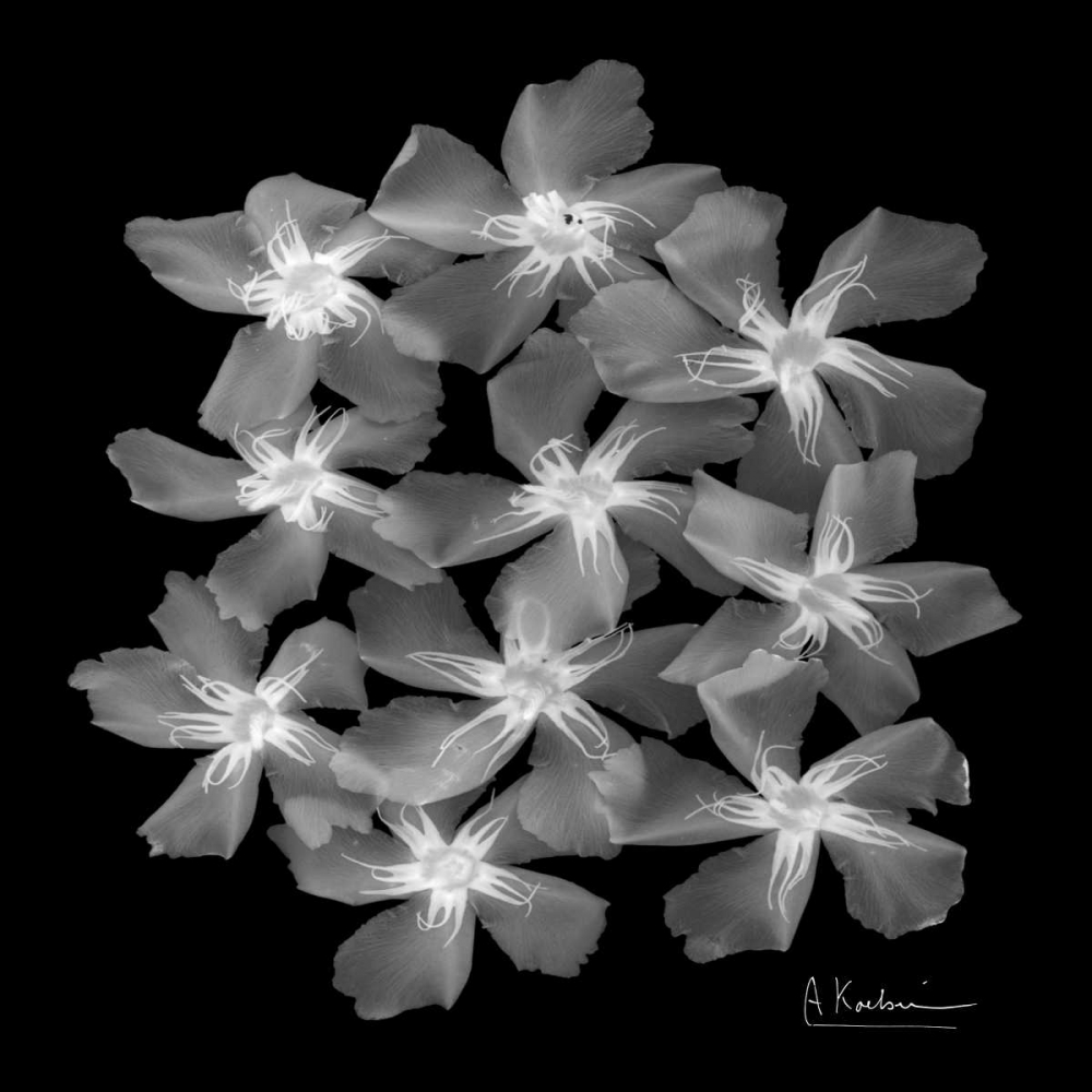 Oleander X-Ray art print by Albert Koetsier for $57.95 CAD