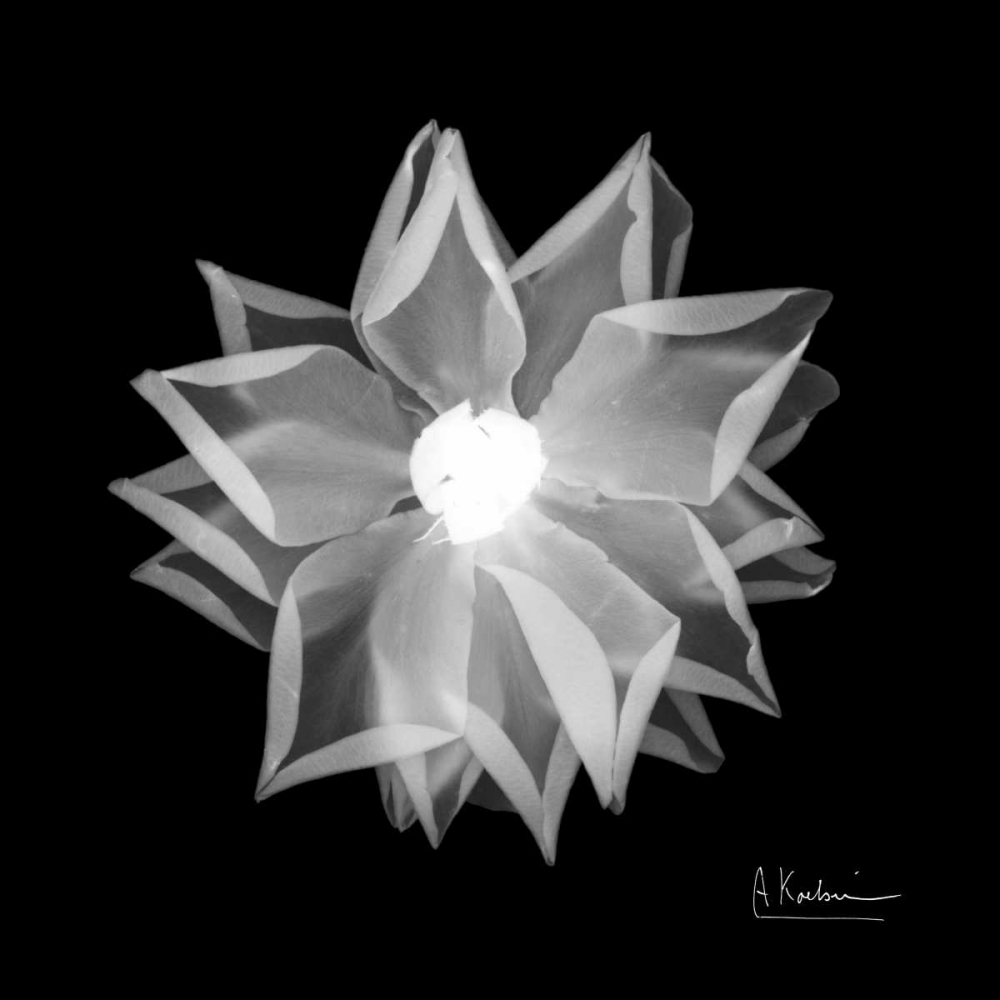 Rose Petals 1 art print by Albert Koetsier for $57.95 CAD