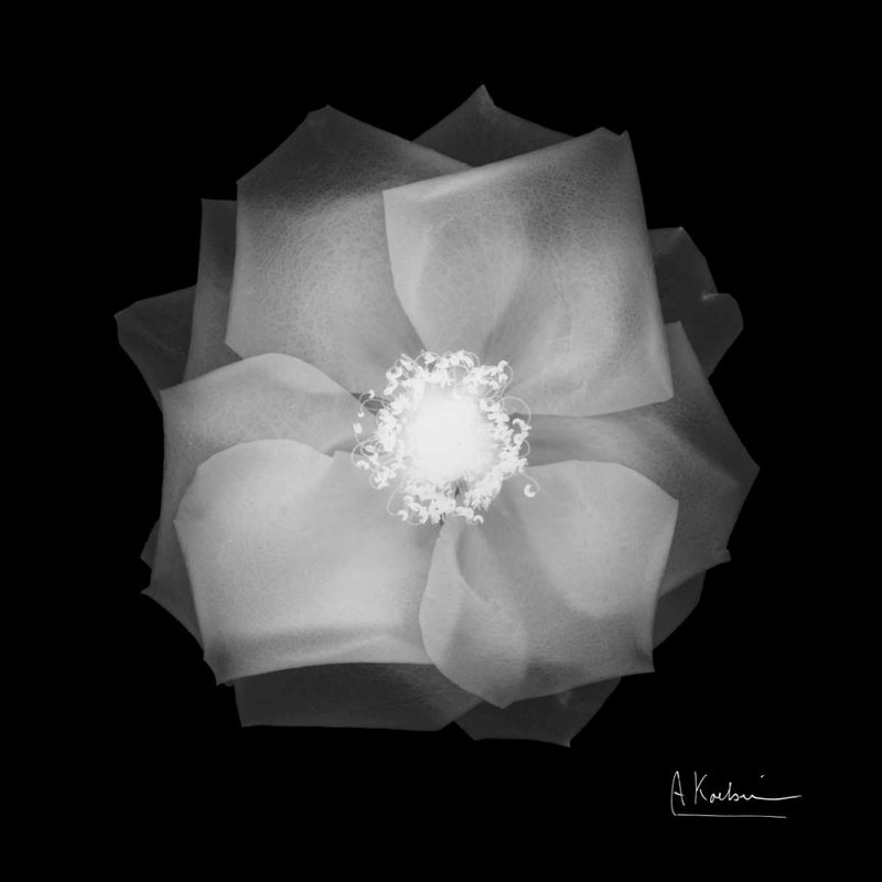 Rose Petals 2 art print by Albert Koetsier for $57.95 CAD