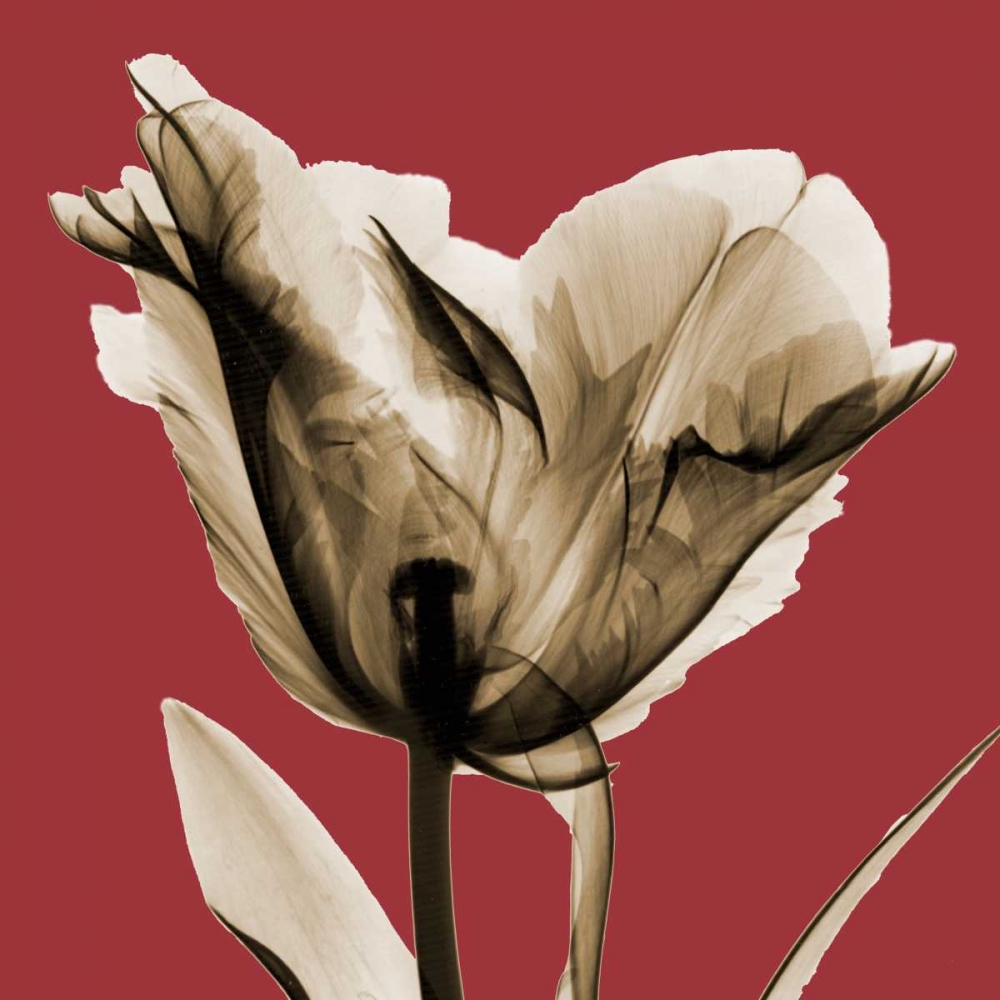 Red Luster Tulip art print by Albert Koetsier for $57.95 CAD