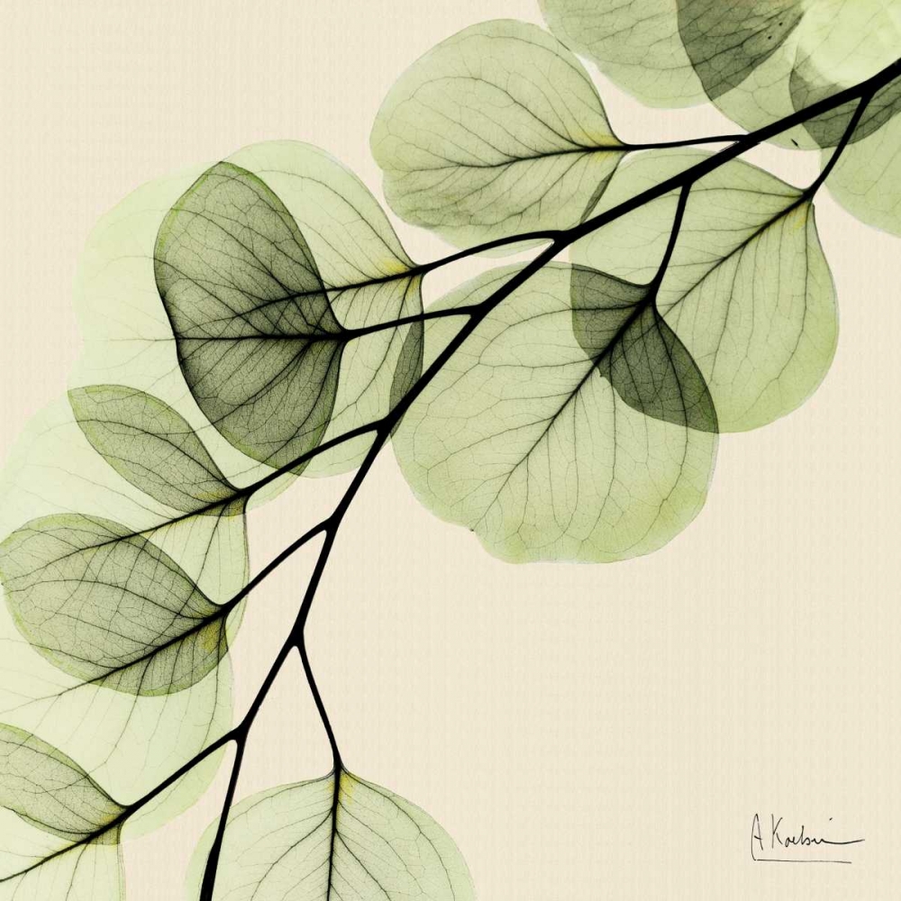Mint Eucalyptus 1 art print by Albert Koetsier for $57.95 CAD