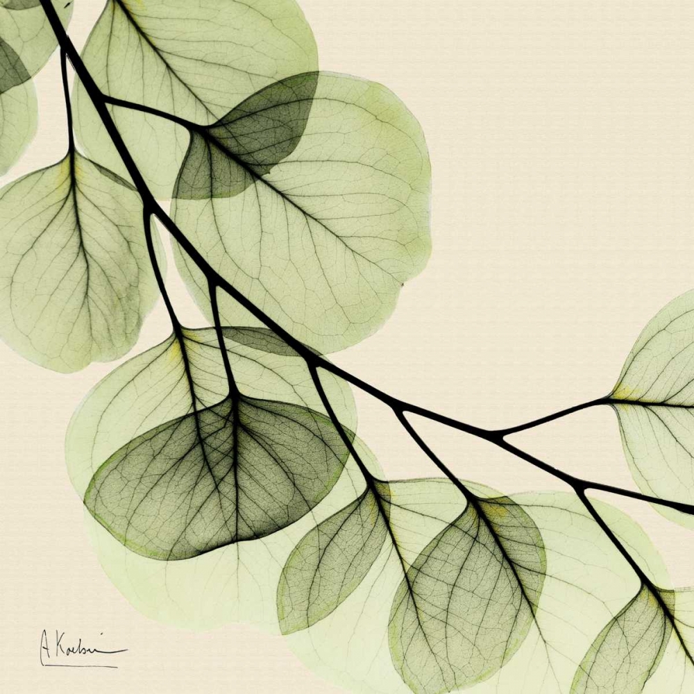 Mint Eucalyptus 2 art print by Albert Koetsier for $57.95 CAD