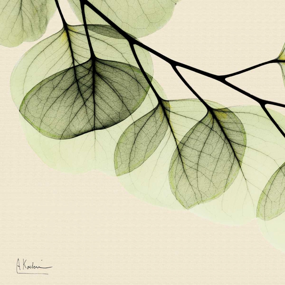 Mint Eucalyptus 3 art print by Albert Koetsier for $57.95 CAD