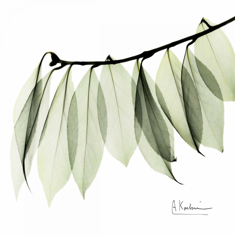 Camelia Leaf In White art print by Albert Koetsier for $57.95 CAD