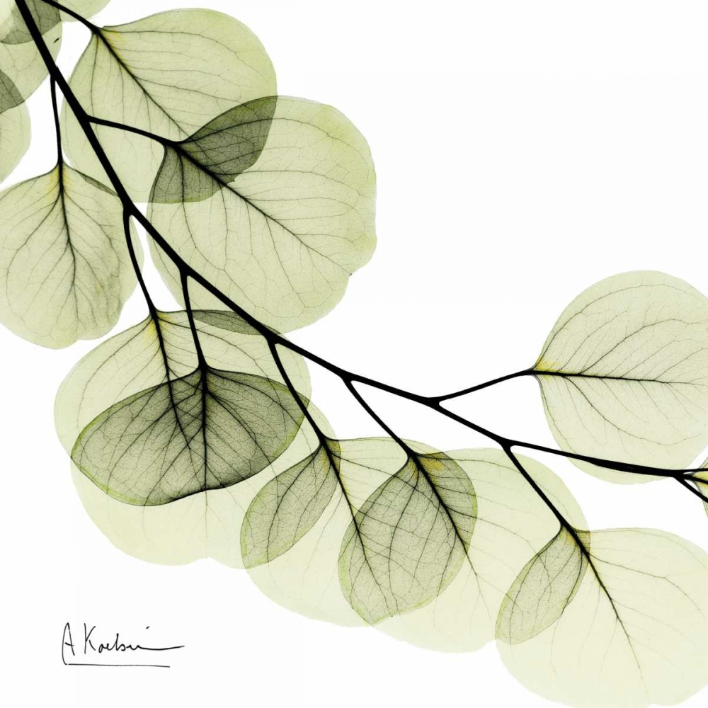 Mint Eucalyptus 2 art print by Albert Koetsier for $57.95 CAD