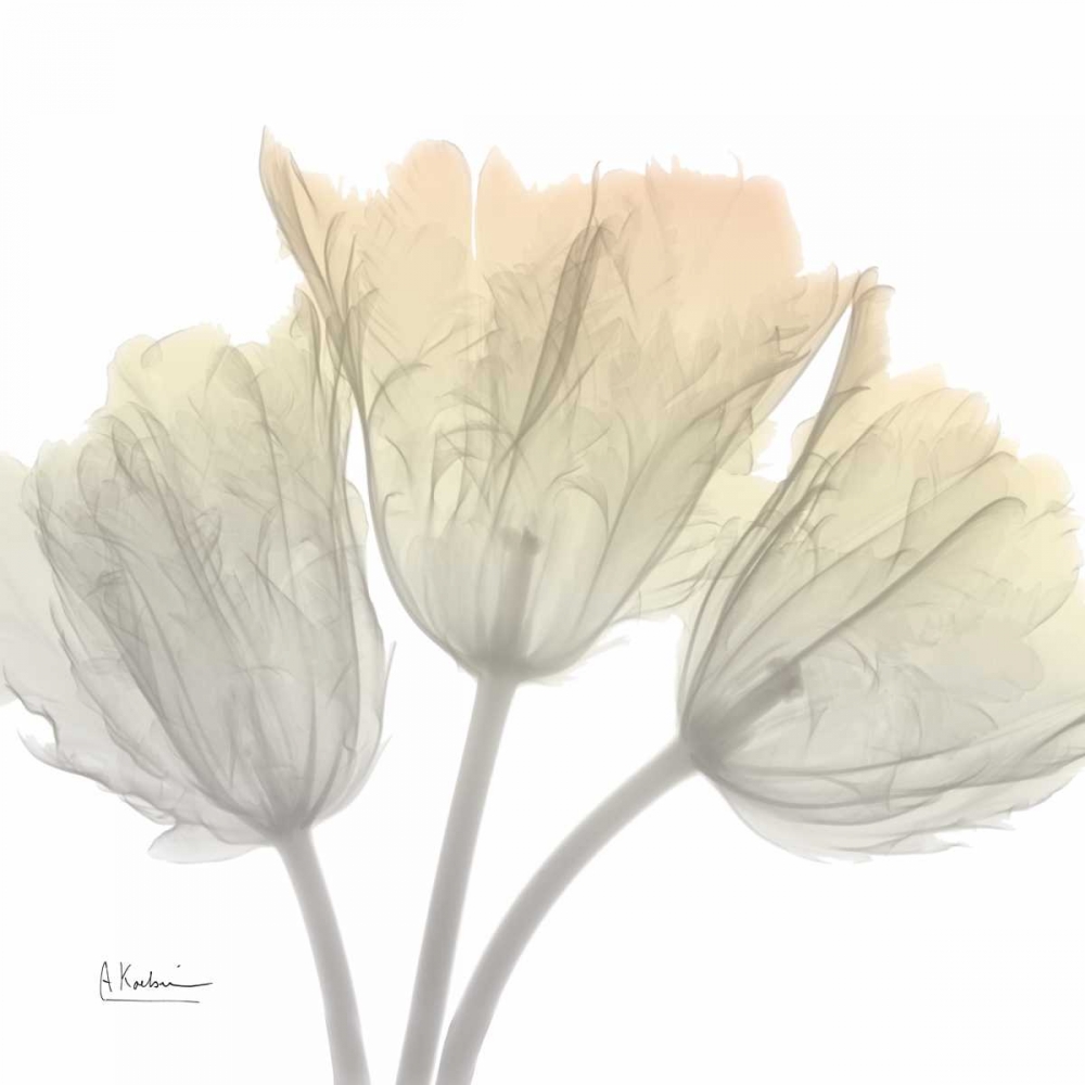 Sunday Morning Tulips art print by Albert Koetsier for $57.95 CAD