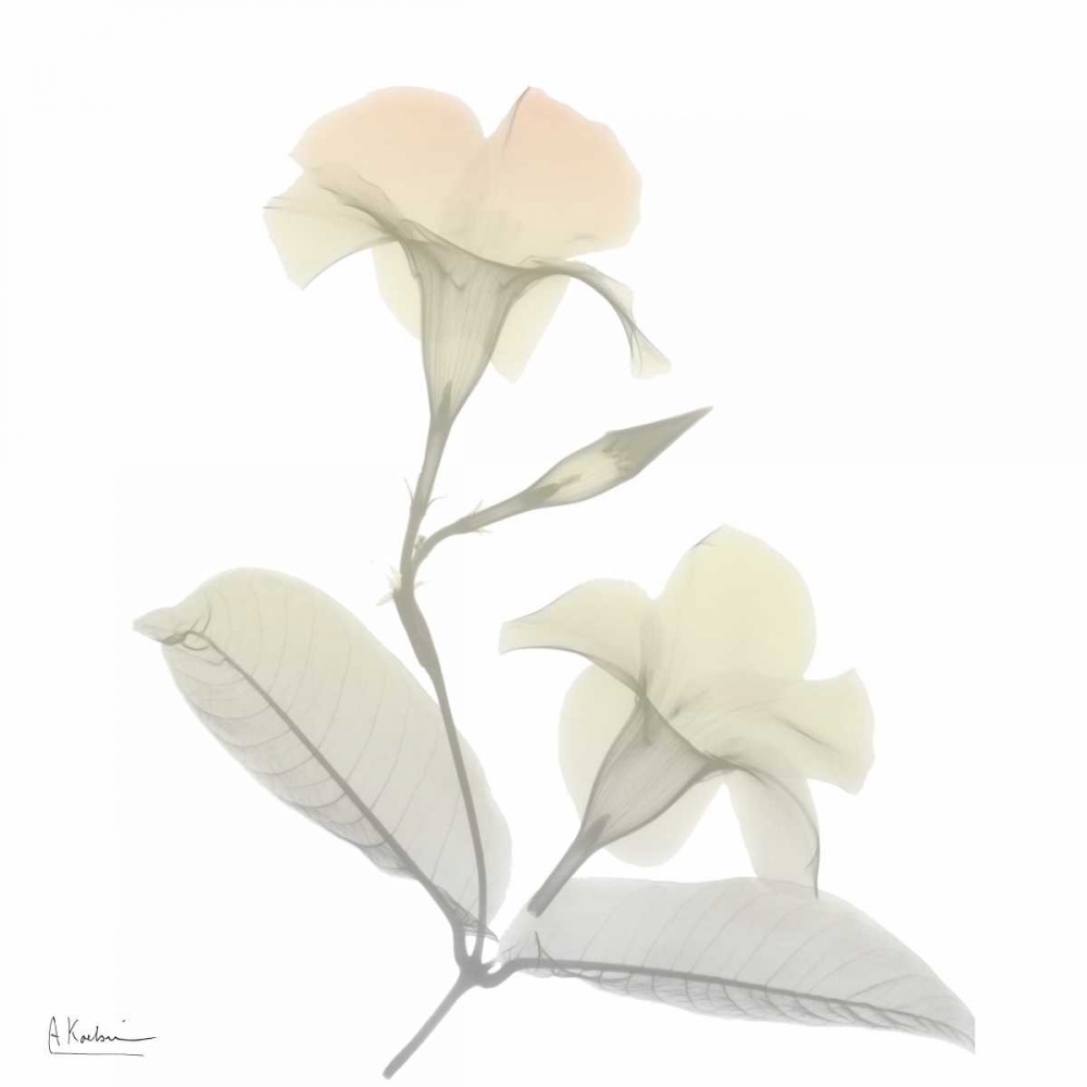 Sunday Morning Mandelilla art print by Albert Koetsier for $57.95 CAD