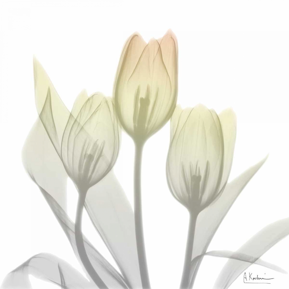 Sunday Morning Tulips Two art print by Albert Koetsier for $57.95 CAD