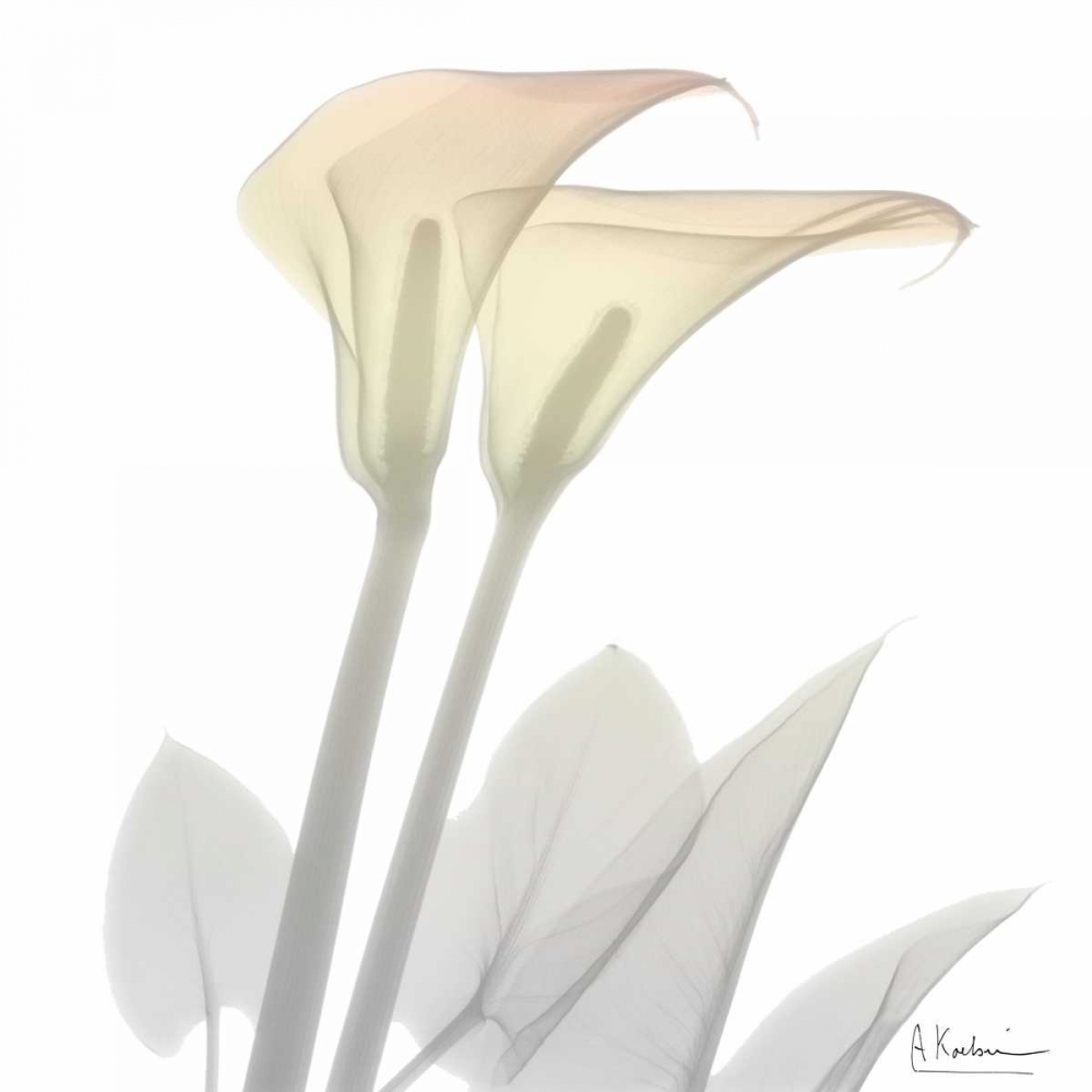 Sunday Morning Calla Lily art print by Albert Koetsier for $57.95 CAD
