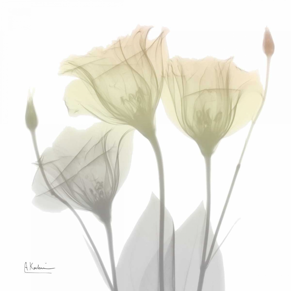 Sunday Morning Gentian art print by Albert Koetsier for $57.95 CAD