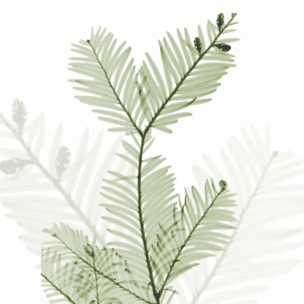 Sage Sequoia art print by Albert Koetsier for $57.95 CAD