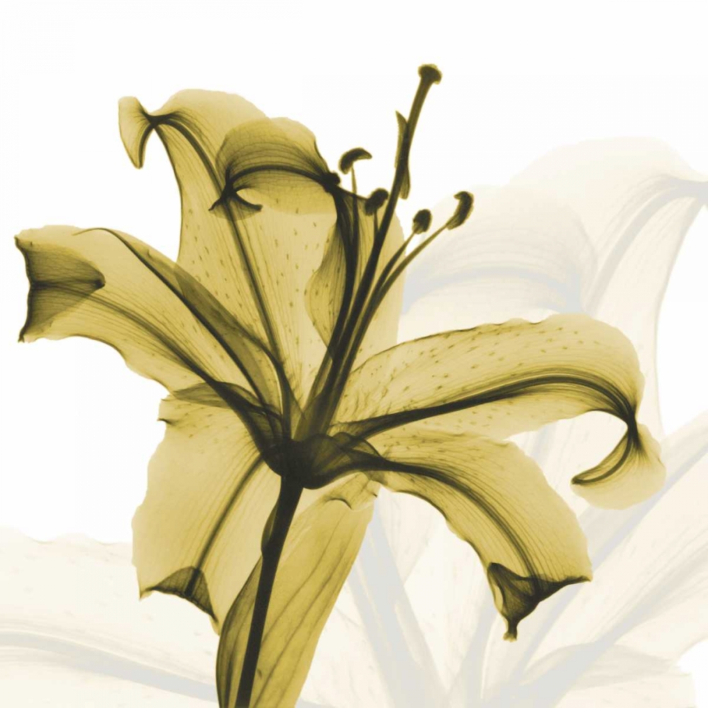 A Golden Lily art print by Albert Koetsier for $57.95 CAD