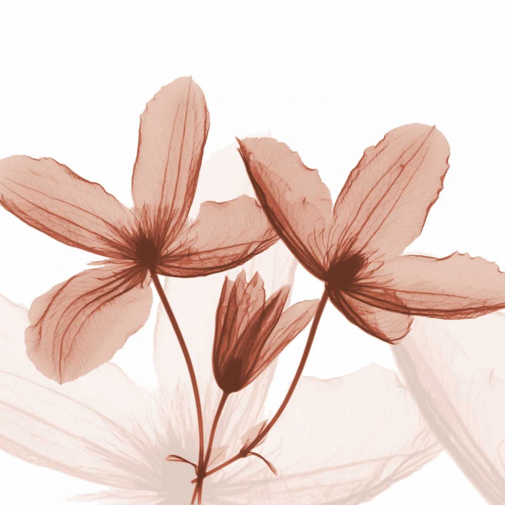 Journey Clematis art print by Albert Koetsier for $57.95 CAD